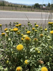 Grindelia inornata