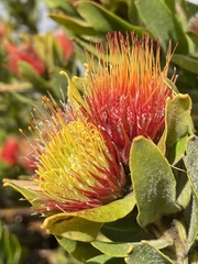 Leucospermum oleifolium