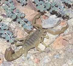 Paravaejovis spinigerus