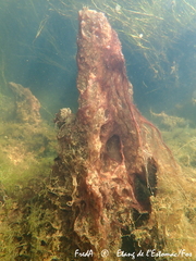 Coleofasciculus chtonoplastes
