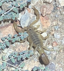 Paravaejovis spinigerus