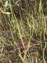Salicornia perennis