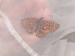 Boloria dia