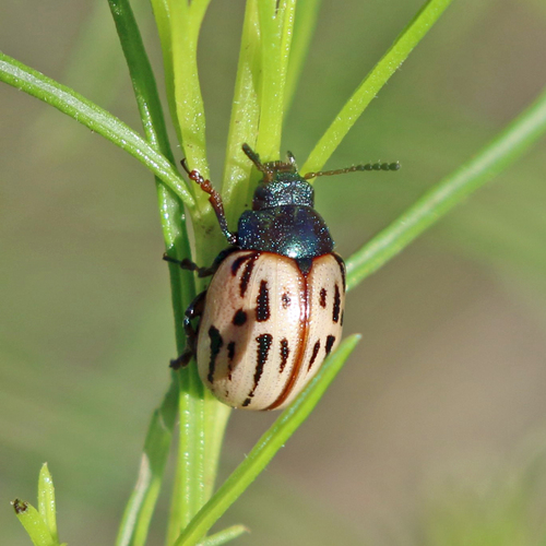 Burrobrush Leaf Beetle