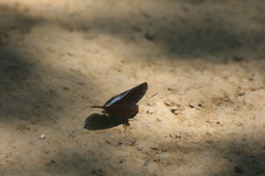 Lexias dirtea