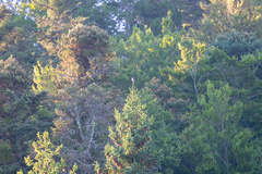 Nucifraga caryocatactes