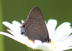Satyrium calanus