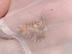 Boloria dia
