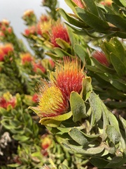 Leucospermum oleifolium