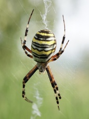 Argiope bruennichi