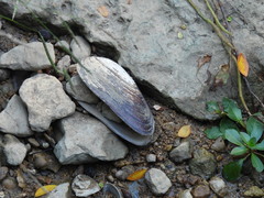 Uniomerus tetralasmus