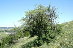 Pyrus elaeagrifolia