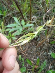 Tragopogon orientalis