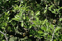 Pyrus elaeagrifolia