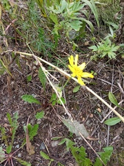 Tragopogon orientalis