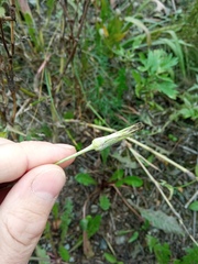 Tragopogon orientalis