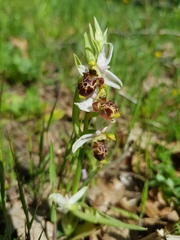 Ophrys scolopax