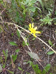 Tragopogon orientalis