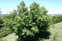 Carpinus orientalis