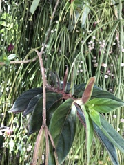 Columnea