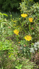 Bradburia pilosa