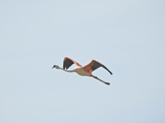 Phoenicopterus chilensis