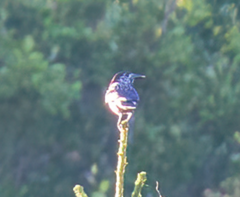 Nucifraga caryocatactes