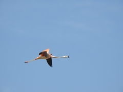 Phoenicopterus chilensis