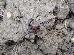 Latrodectus tredecimguttatus