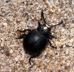 Timarcha goettingensis