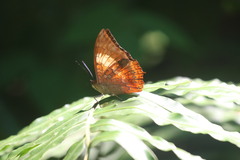 Charaxes bernardus