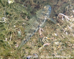 Gobius niger