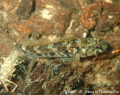 Gobius niger