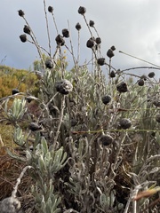 Syncarpha speciosissima