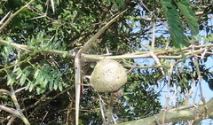 Cephalotelium