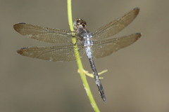 Cratilla lineata