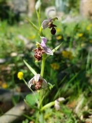 Ophrys scolopax