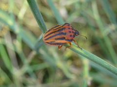 Graphosoma semipunctatum