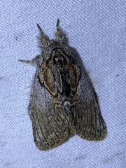 Peridea basitriens