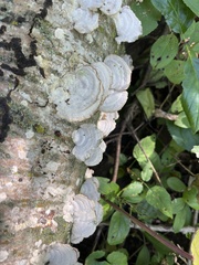 Trichaptum subchartaceum