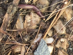Lumbricus
