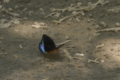 Lexias dirtea