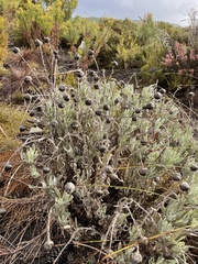 Syncarpha speciosissima