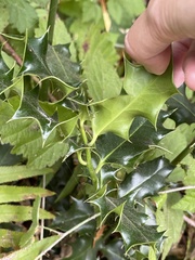 Ilex aquifolium
