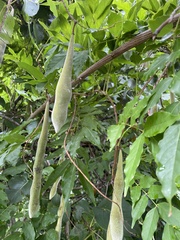 Wisteria