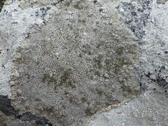 Pertusaria pseudocorallina