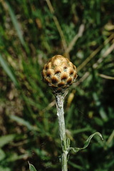 Centaurea orientalis