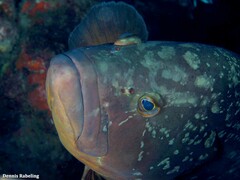 Epinephelus marginatus
