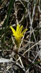 Cyrtanthus breviflorus