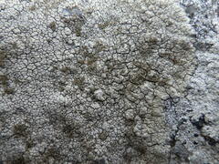 Pertusaria pseudocorallina